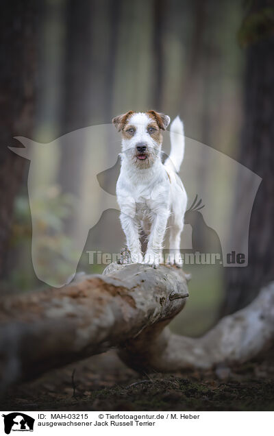 ausgewachsener Jack Russell Terrier / MAH-03215