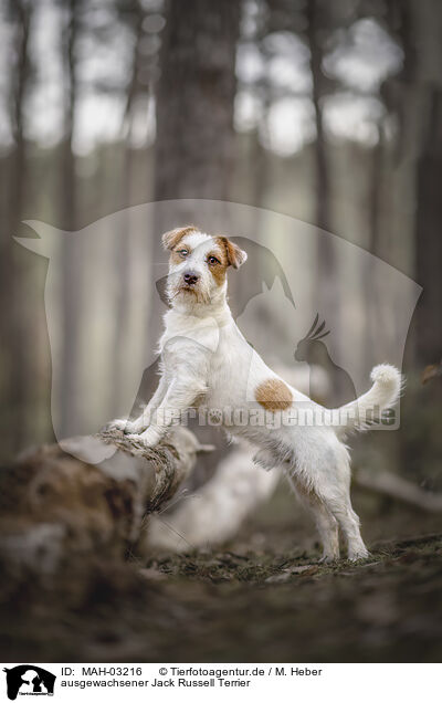 ausgewachsener Jack Russell Terrier / adult Jack Russell Terrier / MAH-03216