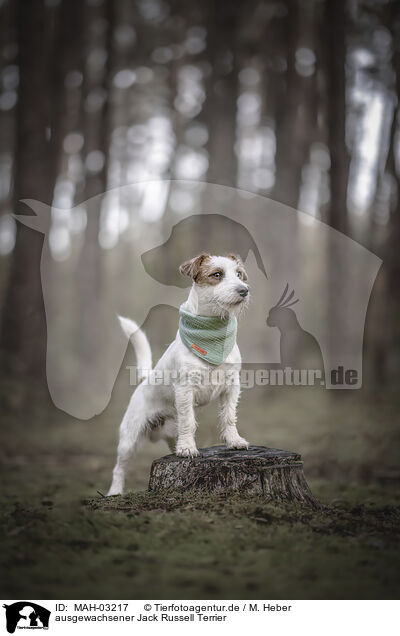 ausgewachsener Jack Russell Terrier / MAH-03217