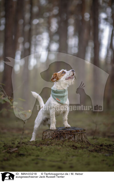 ausgewachsener Jack Russell Terrier / MAH-03218