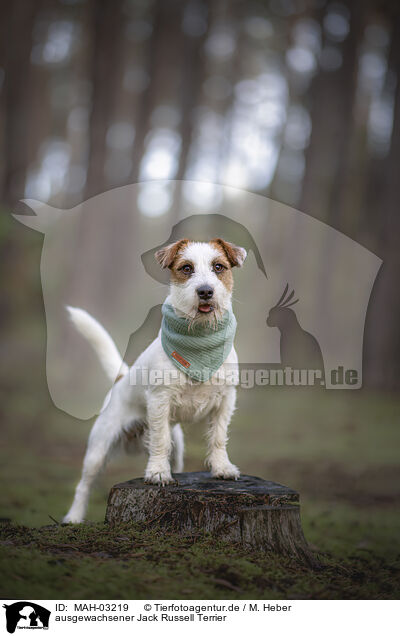 ausgewachsener Jack Russell Terrier / MAH-03219