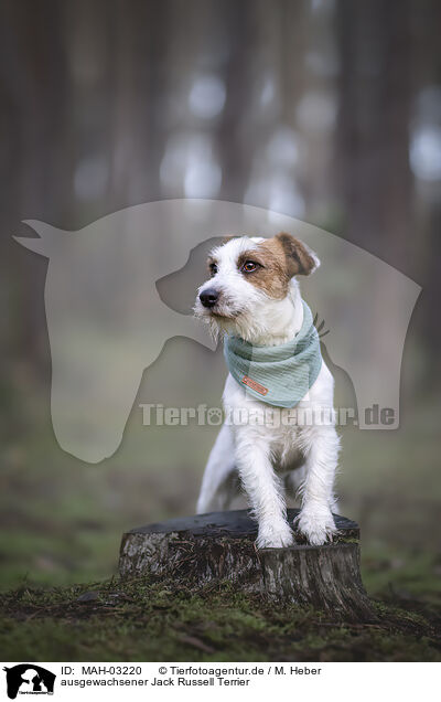 ausgewachsener Jack Russell Terrier / MAH-03220