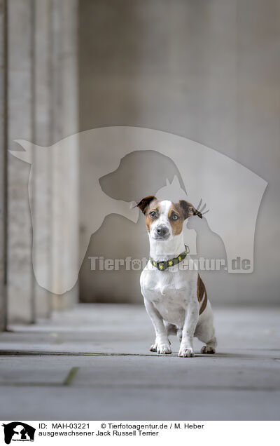 ausgewachsener Jack Russell Terrier / MAH-03221