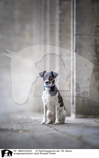 ausgewachsener Jack Russell Terrier / MAH-03222