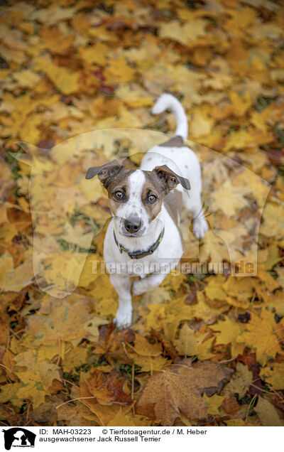 ausgewachsener Jack Russell Terrier / MAH-03223