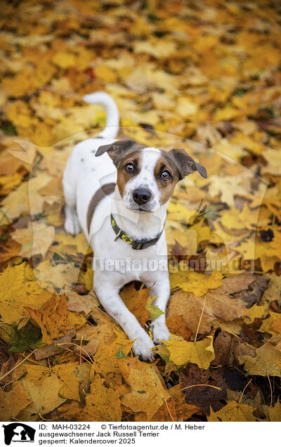 ausgewachsener Jack Russell Terrier / adult Jack Russell Terrier / MAH-03224