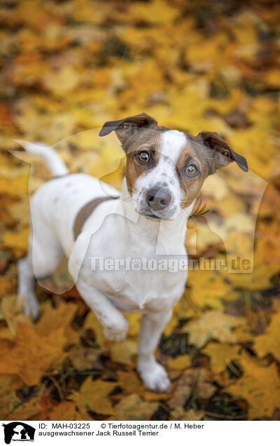 ausgewachsener Jack Russell Terrier / MAH-03225