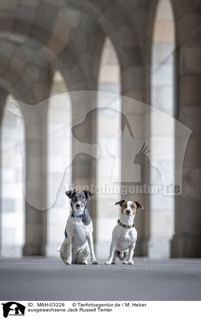 ausgewachsene Jack Russell Terrier / adult Jack Russell Terrier / MAH-03228