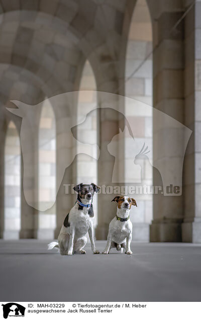 ausgewachsene Jack Russell Terrier / MAH-03229