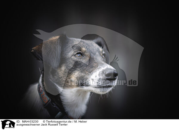 ausgewachsener Jack Russell Terrier / MAH-03230