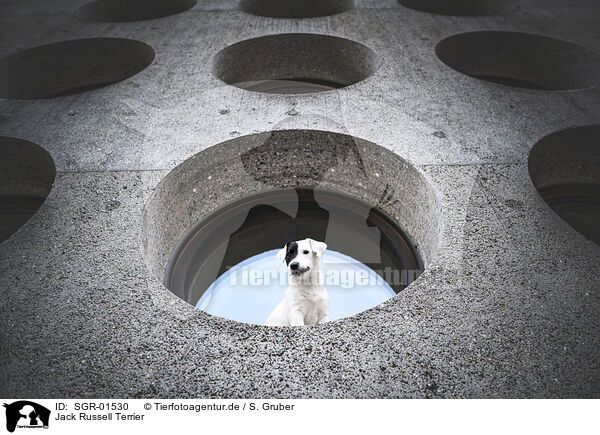 Jack Russell Terrier / Jack Russell Terrier / SGR-01530
