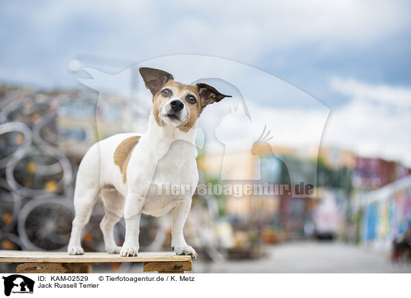 Jack Russell Terrier / Jack Russell Terrier / KAM-02529