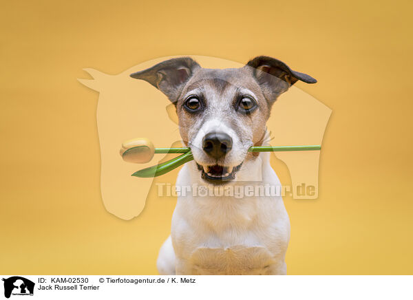 Jack Russell Terrier / Jack Russell Terrier / KAM-02530