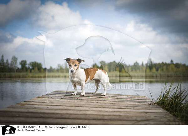 Jack Russell Terrier / KAM-02531