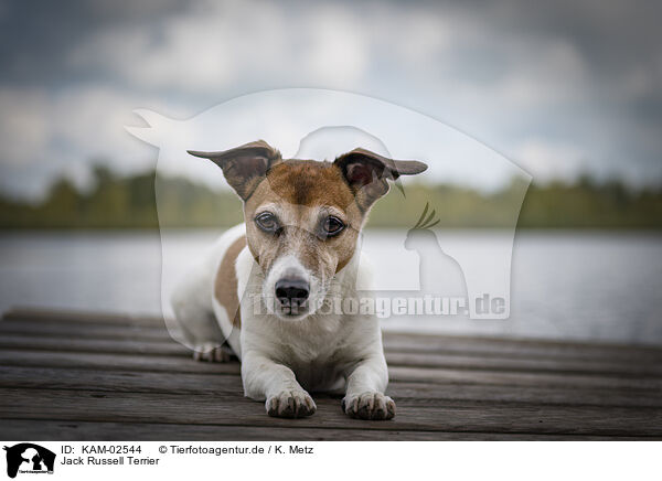 Jack Russell Terrier / Jack Russell Terrier / KAM-02544