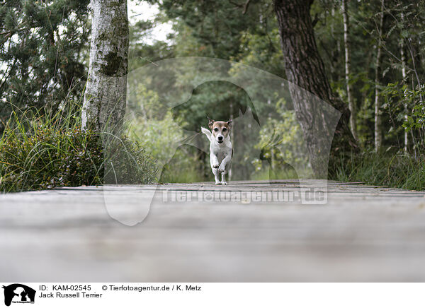 Jack Russell Terrier / Jack Russell Terrier / KAM-02545