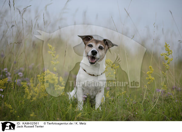 Jack Russell Terrier / Jack Russell Terrier / KAM-02561