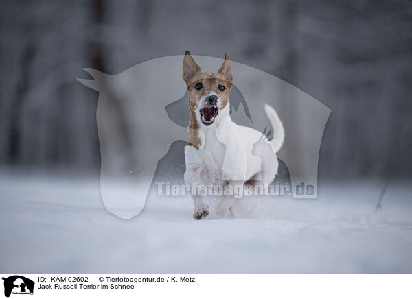 Jack Russell Terrier im Schnee / KAM-02602