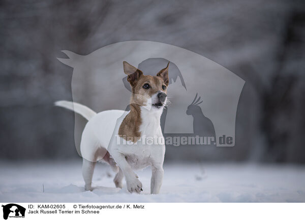 Jack Russell Terrier im Schnee / KAM-02605