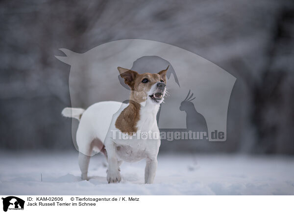 Jack Russell Terrier im Schnee / Jack Russell Terrier in snow / KAM-02606