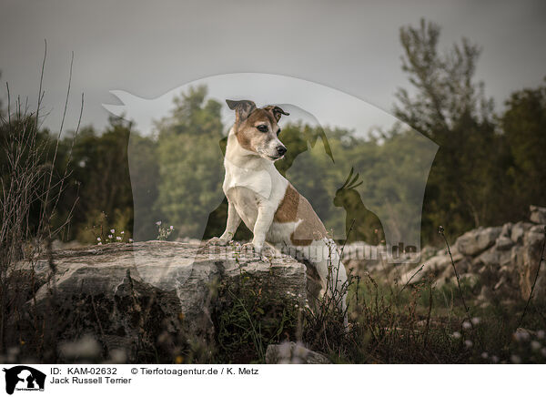 Jack Russell Terrier / Jack Russell Terrier / KAM-02632