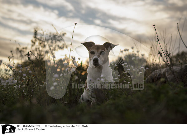 Jack Russell Terrier / Jack Russell Terrier / KAM-02633