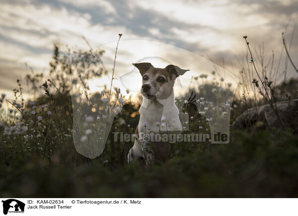 Jack Russell Terrier / Jack Russell Terrier / KAM-02634