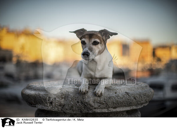 Jack Russell Terrier / KAM-02635