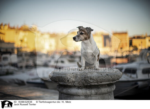 Jack Russell Terrier / KAM-02636