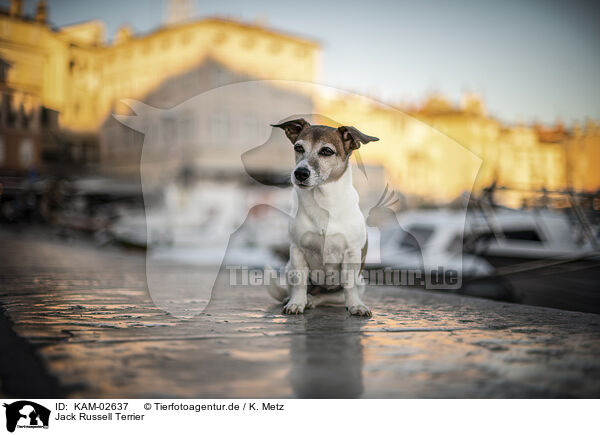 Jack Russell Terrier / KAM-02637