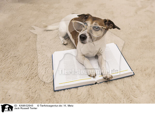 Jack Russell Terrier / KAM-02645