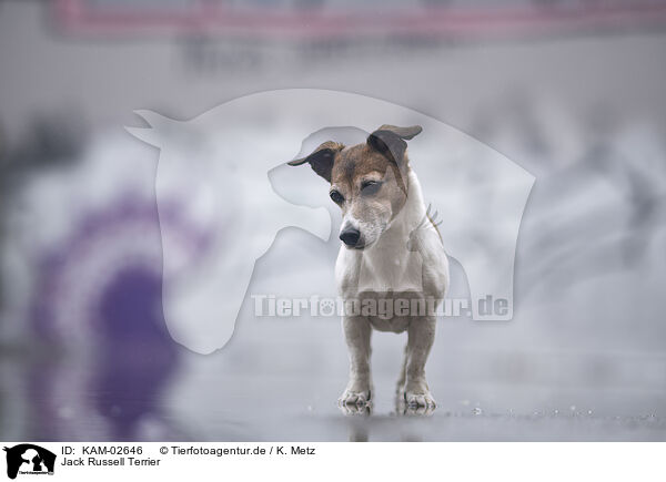 Jack Russell Terrier / Jack Russell Terrier / KAM-02646