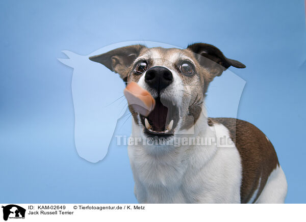 Jack Russell Terrier / KAM-02649