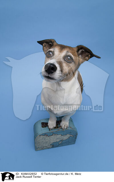 Jack Russell Terrier / Jack Russell Terrier / KAM-02652