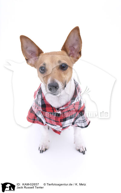 Jack Russell Terrier / Jack Russell Terrier / KAM-02657