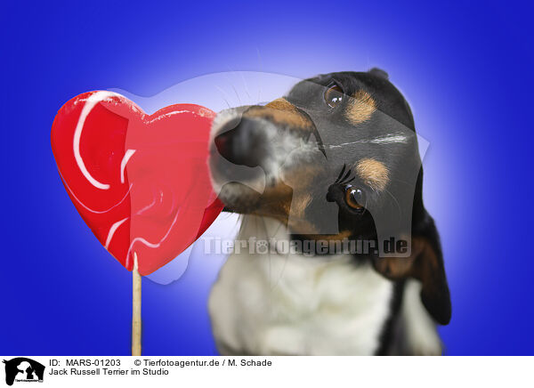 Jack Russell Terrier im Studio / Jack Russell Terrier in studio / MARS-01203