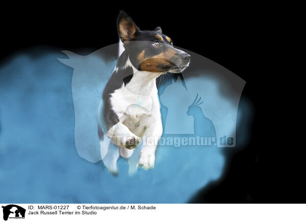 Jack Russell Terrier im Studio / MARS-01227