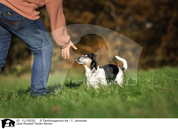 Jack Russell Terrier Senior / old Jack Russell Terrier / YJ-16230