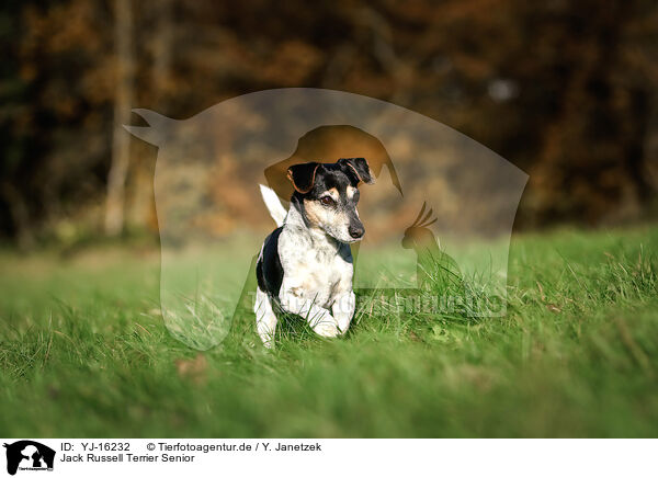 Jack Russell Terrier Senior / old Jack Russell Terrier / YJ-16232