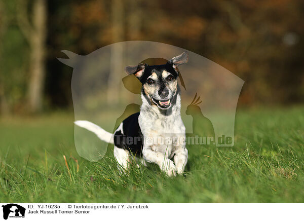 Jack Russell Terrier Senior / old Jack Russell Terrier / YJ-16235