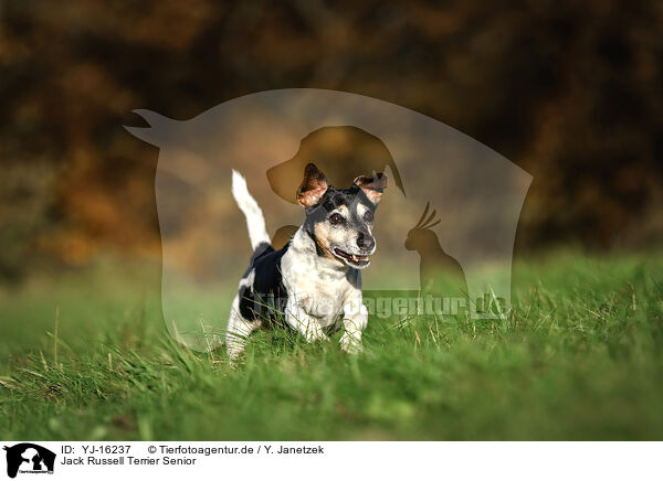 Jack Russell Terrier Senior / old Jack Russell Terrier / YJ-16237