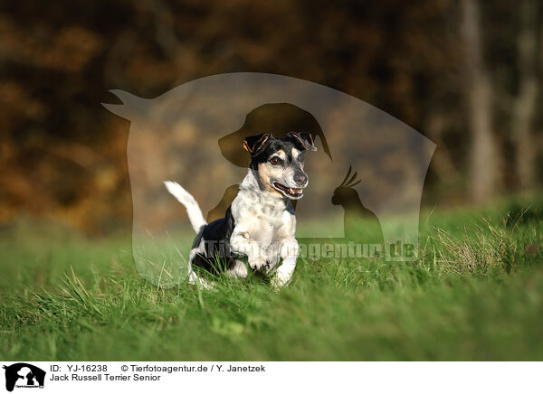 Jack Russell Terrier Senior / YJ-16238