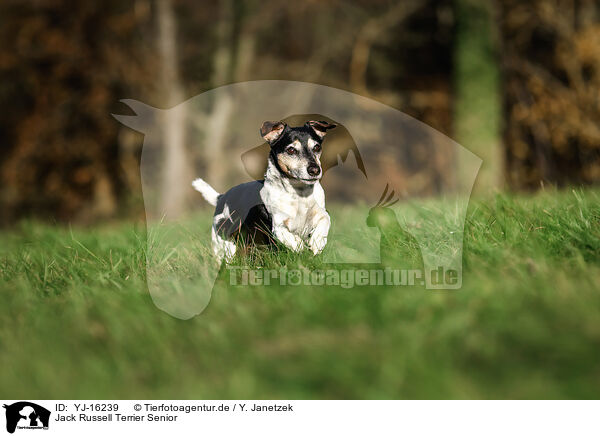 Jack Russell Terrier Senior / YJ-16239