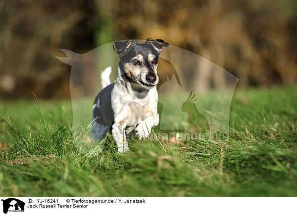 Jack Russell Terrier Senior / YJ-16241