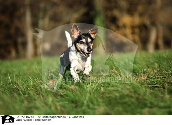 Jack Russell Terrier Senior / YJ-16242