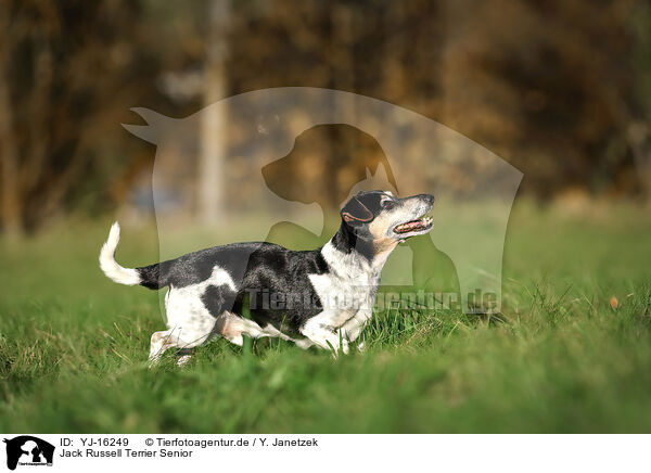 Jack Russell Terrier Senior / old Jack Russell Terrier / YJ-16249