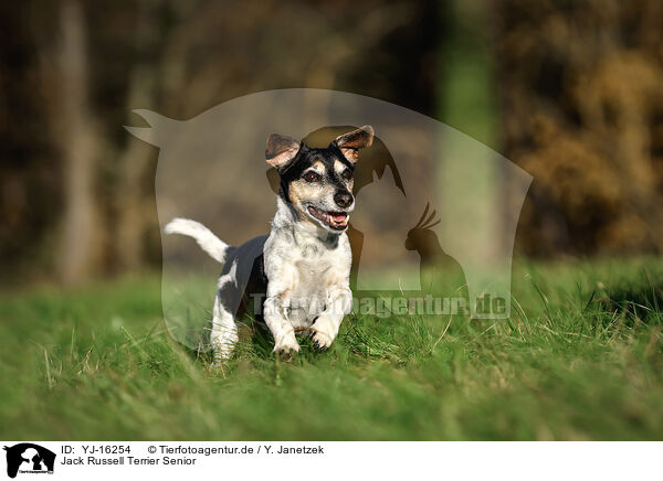 Jack Russell Terrier Senior / YJ-16254