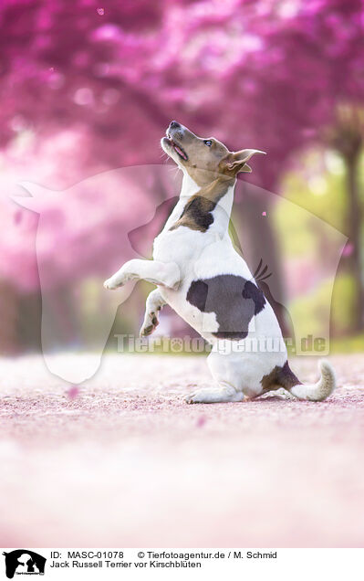 Jack Russell Terrier vor Kirschblten / MASC-01078