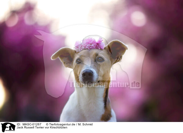 Jack Russell Terrier vor Kirschblten / Jack Russell Terrier in front of cherry blossoms / MASC-01267