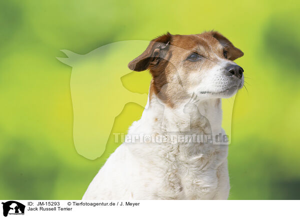 Jack Russell Terrier / Jack Russell Terrier / JM-15293